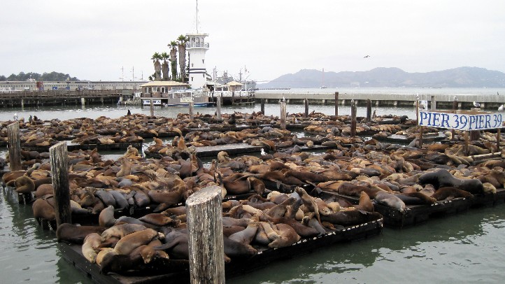 SeaLionsatPIER39
