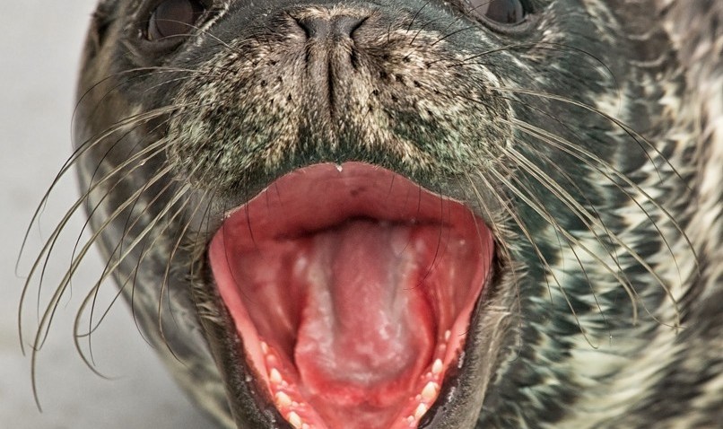SealPupAquarium