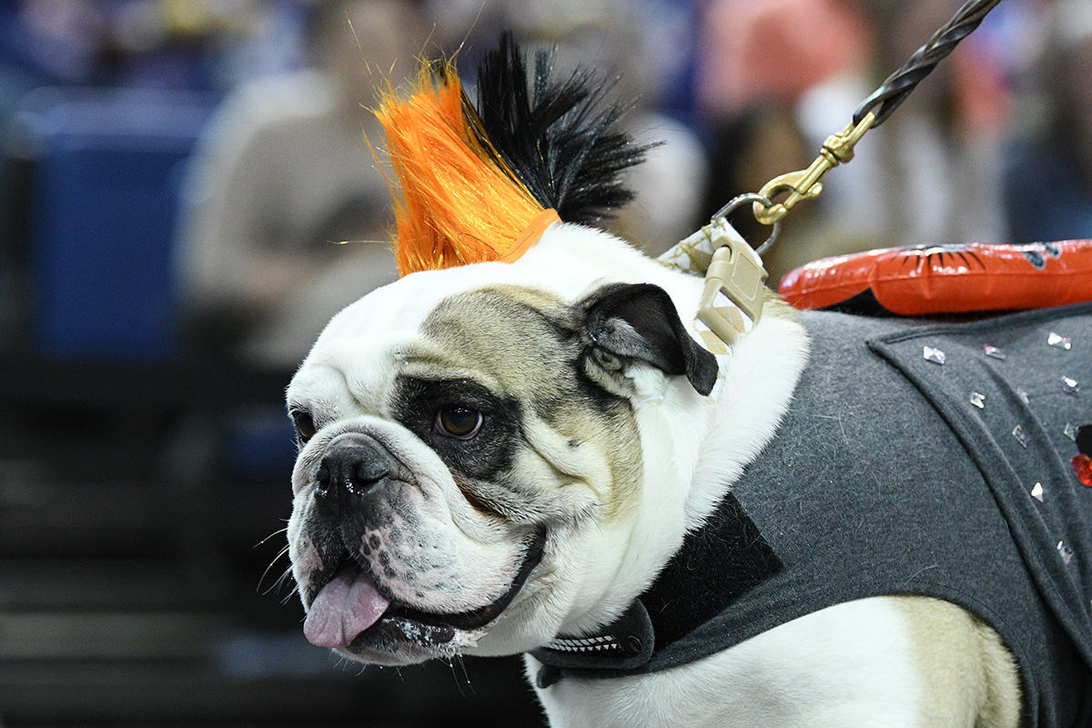 Who’s The Fairest? ‘Most Beautiful Bulldog’ Takes Home