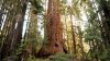 Rare Bipartisan Bill Introduced to Save the Sequoia Trees