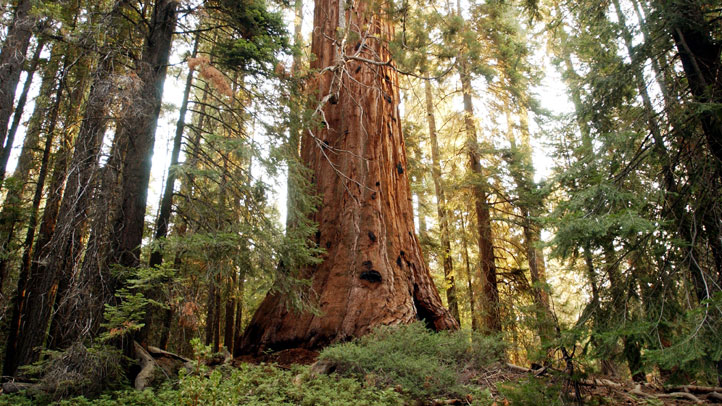 Sequoia-Park-1175929