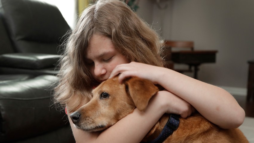 Service Dogs Regulation
