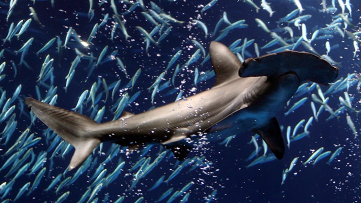 SharkFebMonterey