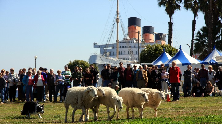 SheepQueenMary