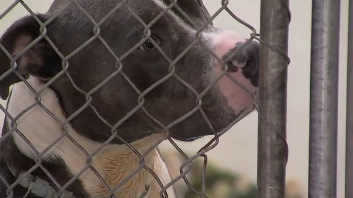 Hundreds of stray animals turned into SoCal shelters after July Fourth fireworks