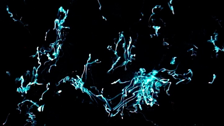 Smith_bioluminescence_movement