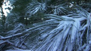 Snow-generic-pine-tree-San-Diego-2015