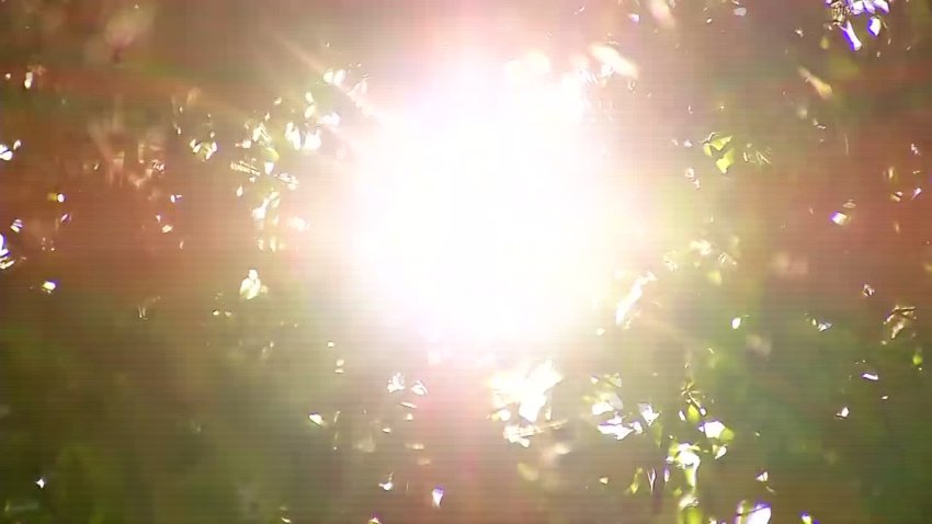 Sunshine peeks through several trees overhead.