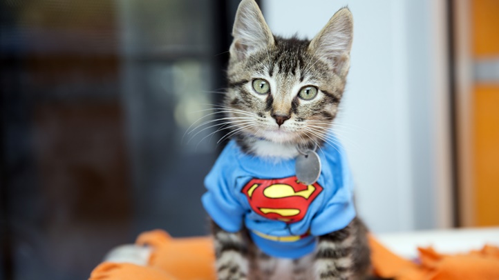 SuperheroKittens4013sak