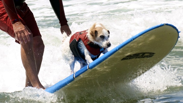 SurfDogandMan