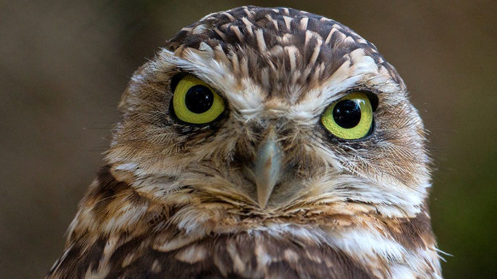 T14_0476_068owl