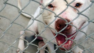 TLMD-pit-bull-rescatado-getty-images