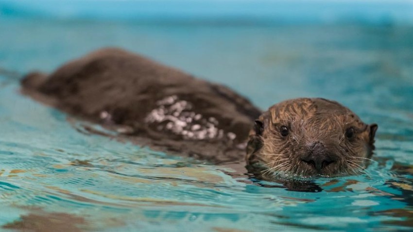 Rare Chance To See Wild Otters On A Monterey Cam Nbc Los Angeles