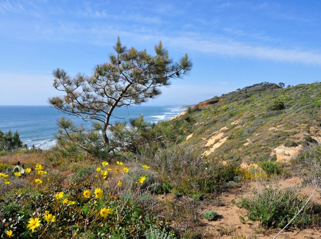 Torrey Pines State Park 040410 323