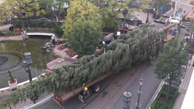 Tree Arrival The Grove1