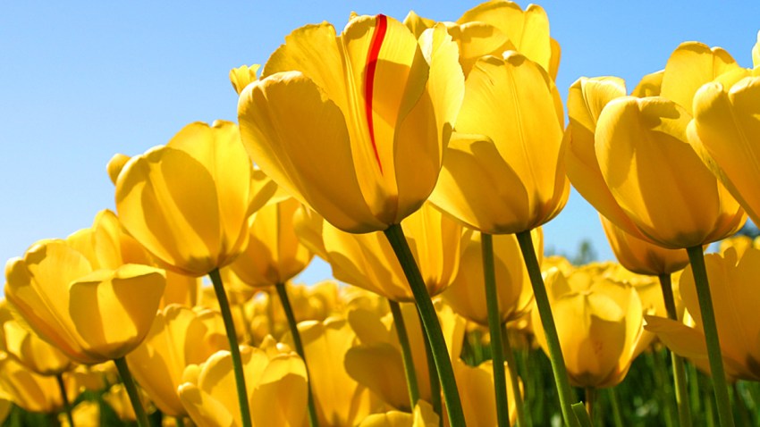Tulips-portada