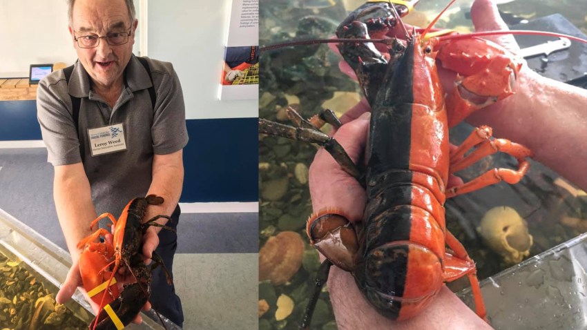 Two toned lobster Maine