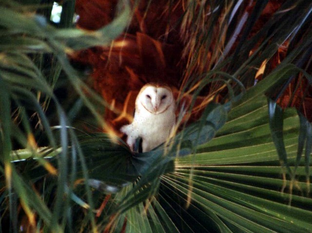 TwoBunchOwl