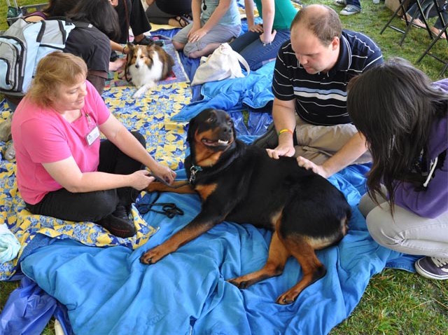UC Riverside dog day stress