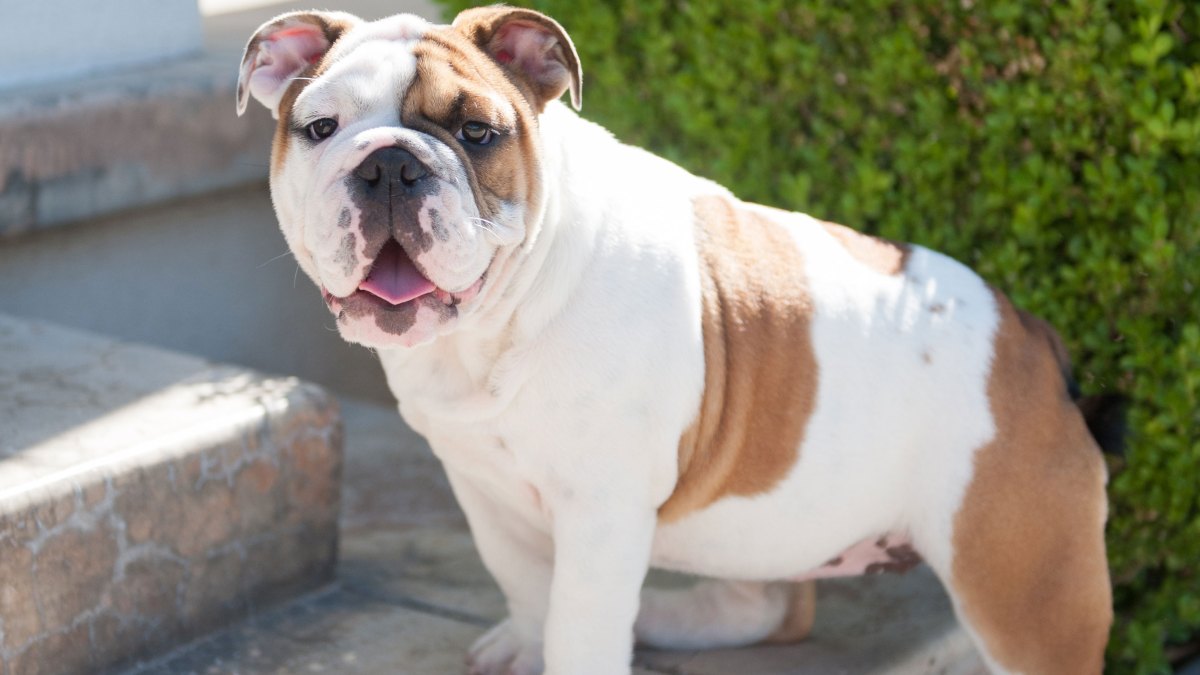 Meet the University of Redlands’ Mascot-in-Training: A 4 ...