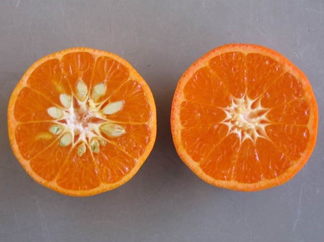 W. Murcott mandarin and Tango