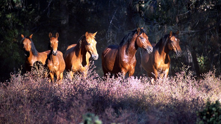 WildHorseFlowers2