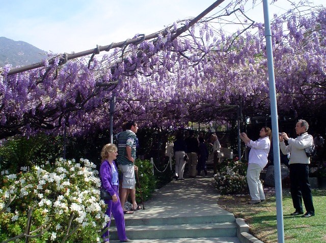 Wistaria2010_agp