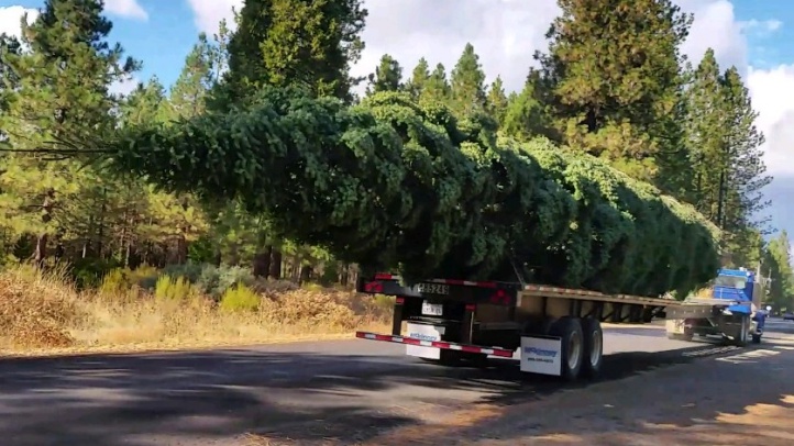 World's Tallest Live-Cut Christmas Tree Heading to Citadel Outlets