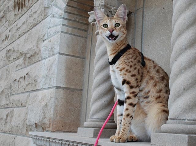 World's Tallest Pet Cat Scarlett's Magic blurb