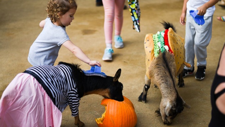 Zoo-tacular 2016-15