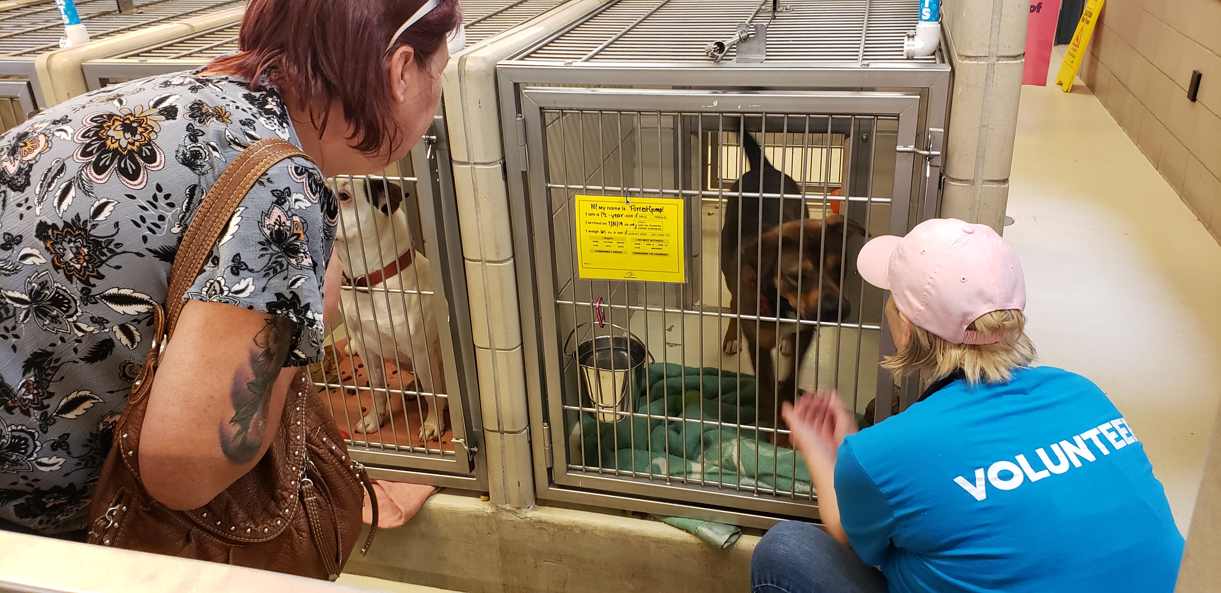 Riverside County Closes Animal Shelters to Prevent Coronavirus Spread