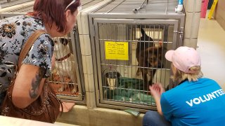 [EXTERNAL] Fwd: Humane Society Animal Shelter- Munster, IN
