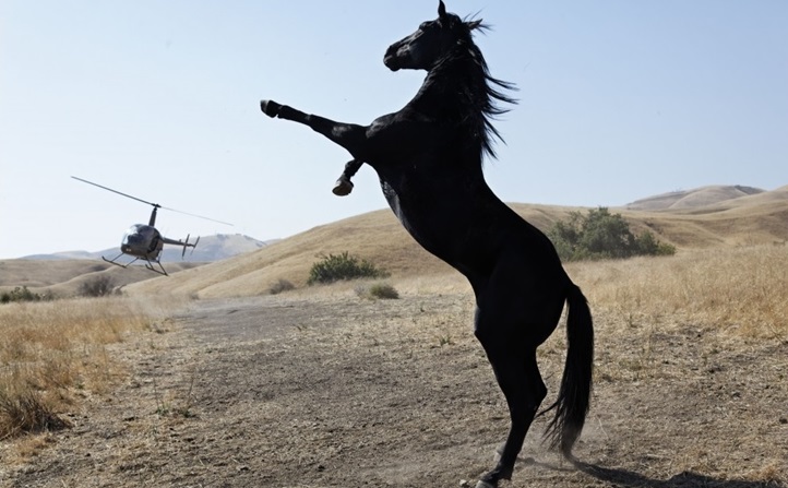 afifest_wildhorses