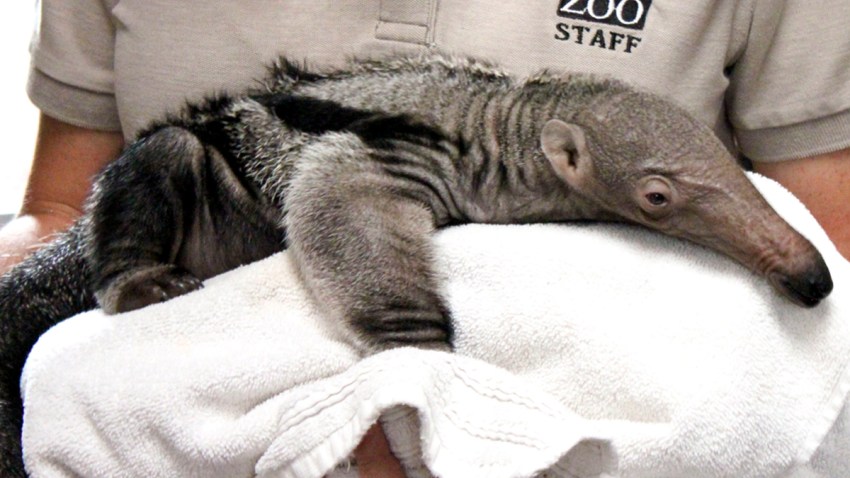 11-17-15-anteater-santa-barbara-1