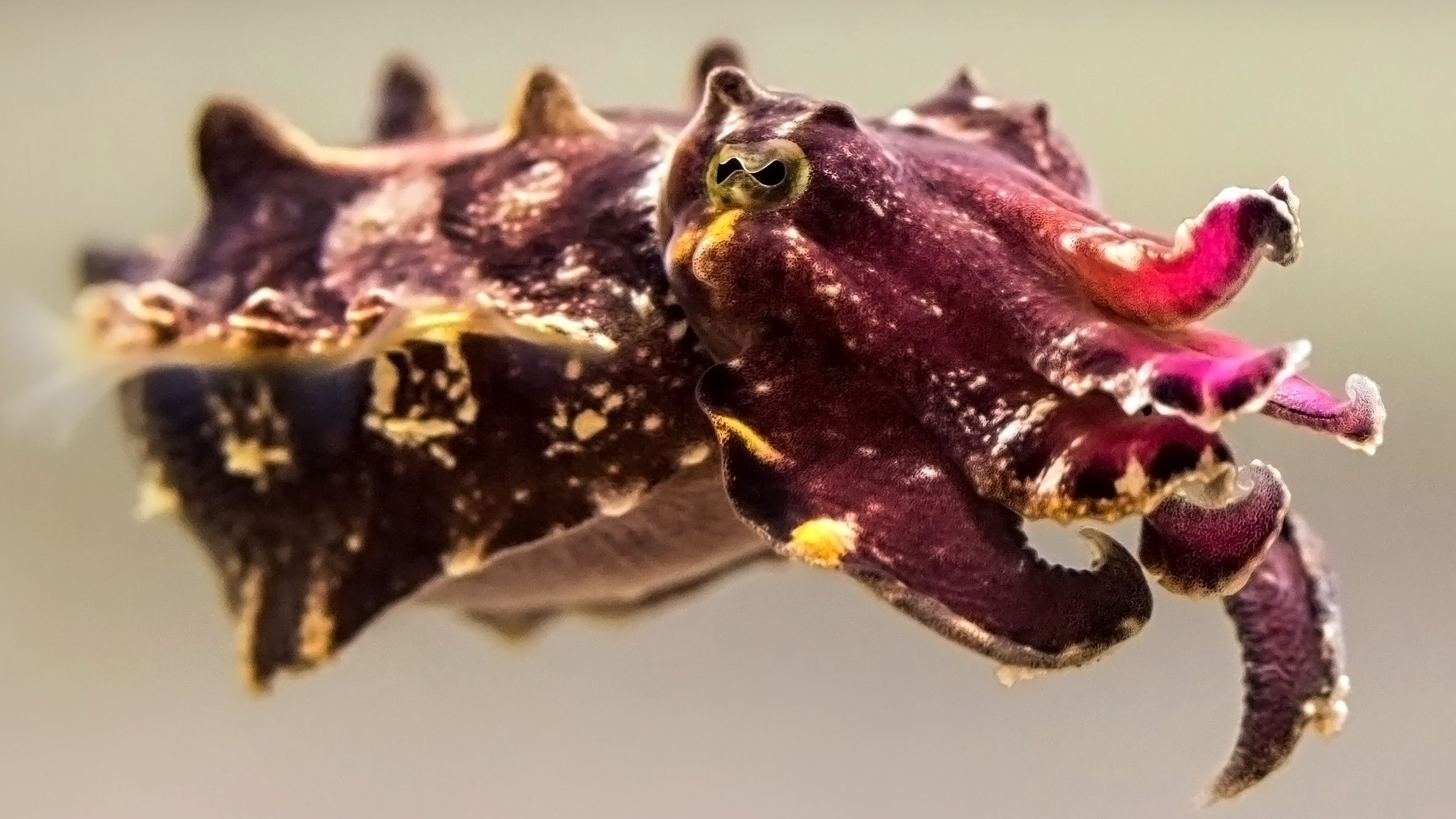 The Flamboyant Cuttlefish Is Back to Wow the Aquarium NBC Los Angeles