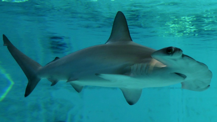 Spectacular Scalloped Hammerhead Shark Now on View – NBC Los Angeles