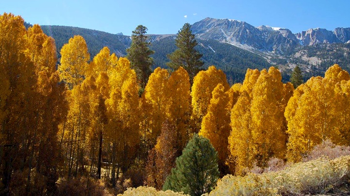 autumngold_AliciaVennos