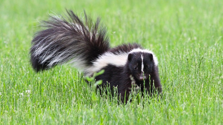 First Rabid Skunk in L.A. County Found in 35 Years – NBC Los Angeles