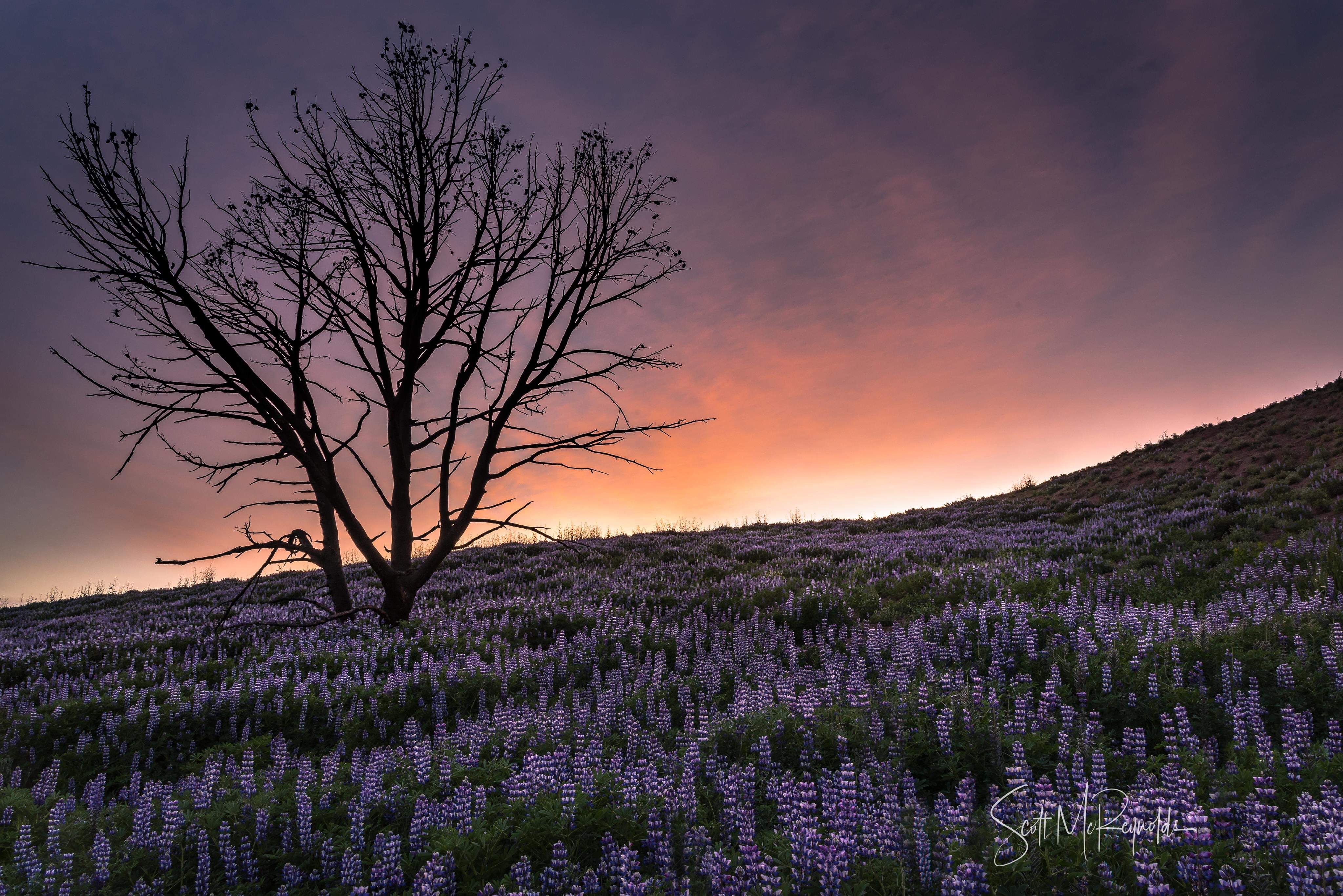Photos: After Winter's Onslaught of Storms, It's Wildflower