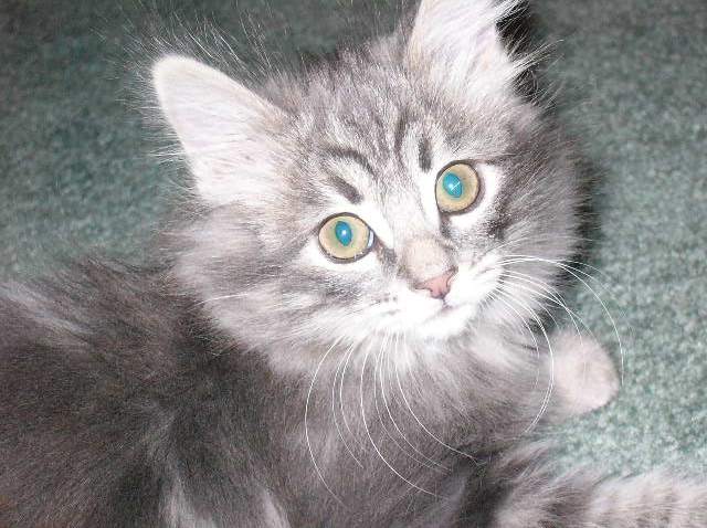 baby puffy