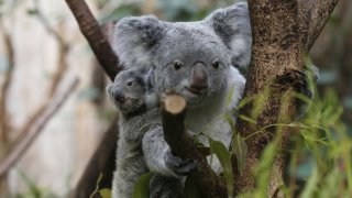 Germany Zoo Koala