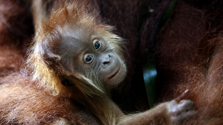 Singapore Sumatran Orangutan