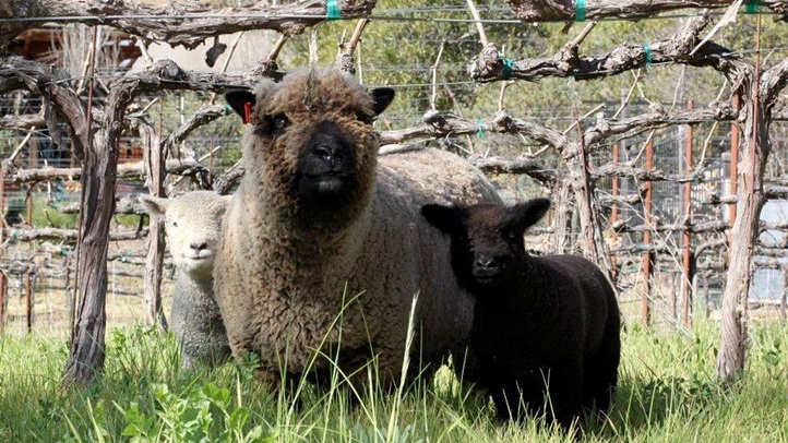 babydollsheep12