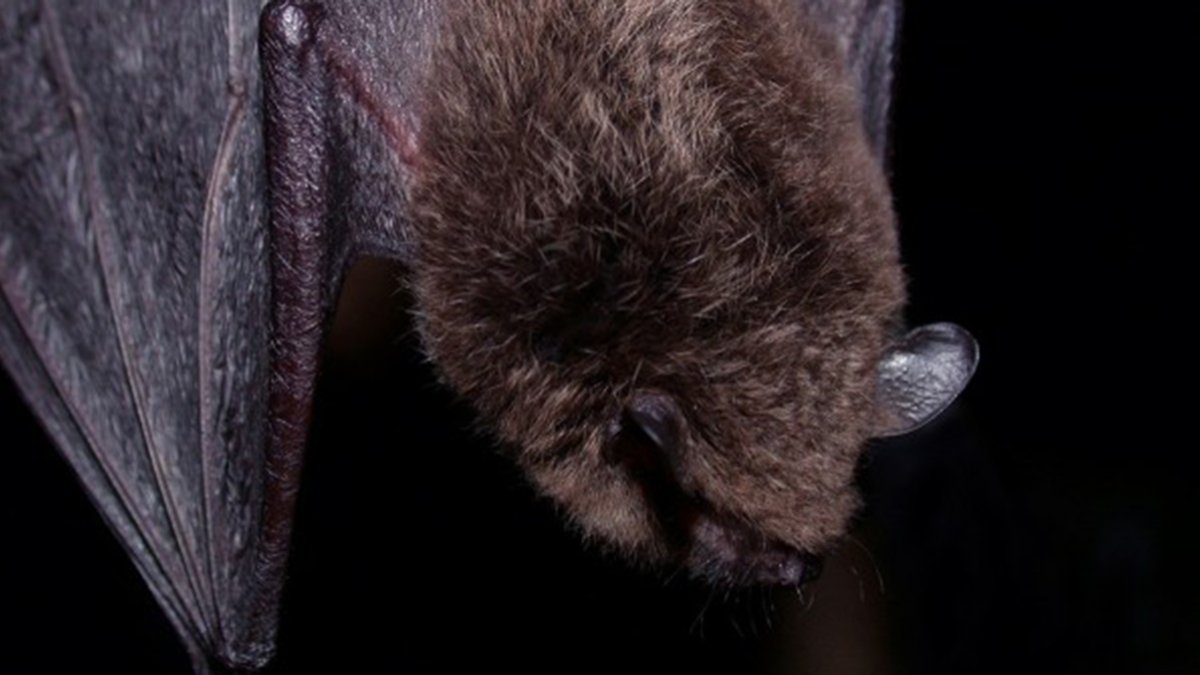 Rabies detected in Pasadena bats for second time this year