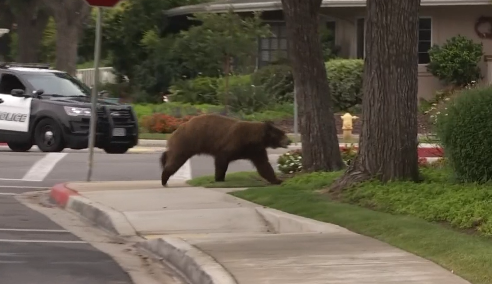 Bear Sightings in Southern California NBC Los Angeles