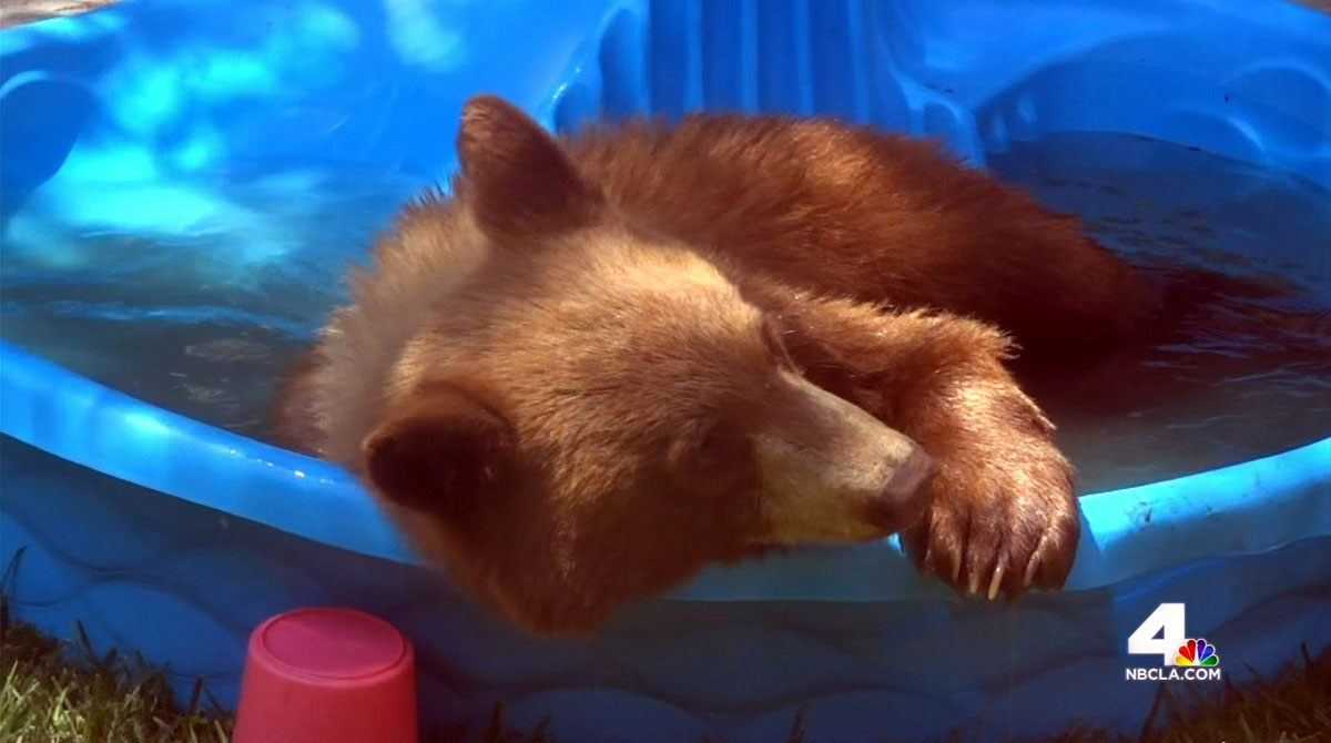 Caught on Video Bear Makes Splash in Family’s Kiddie Pool NBC Los