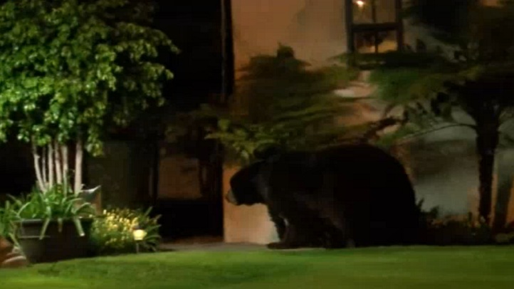 Big Bear Sighting in Monrovia NBC Los Angeles