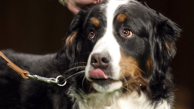 Westminster Dog Show
