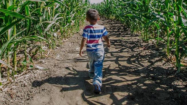 bighorsecornmaze939232