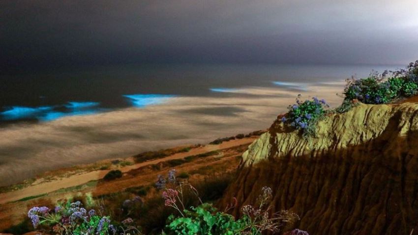Back in Blue: Bioluminescent Glow Returns to San Diego Beaches – NBC